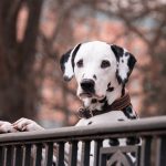 dalmatian-3210166_1280